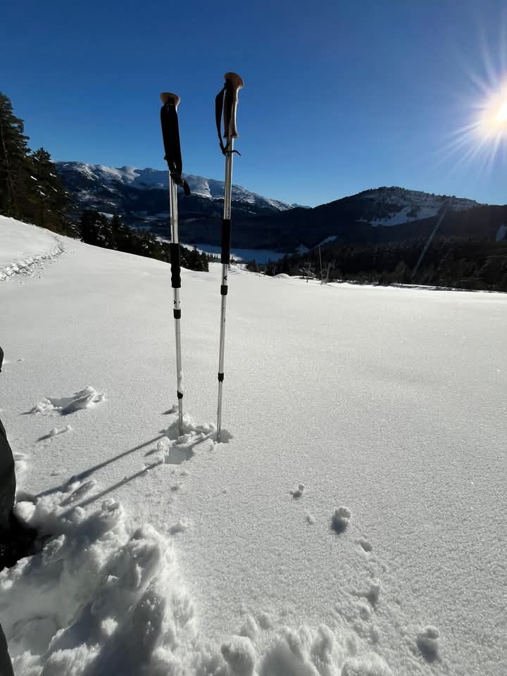 Bâtons de randonnée plantés dans la neige, forêt et montagnes enneigées en arrière-plan